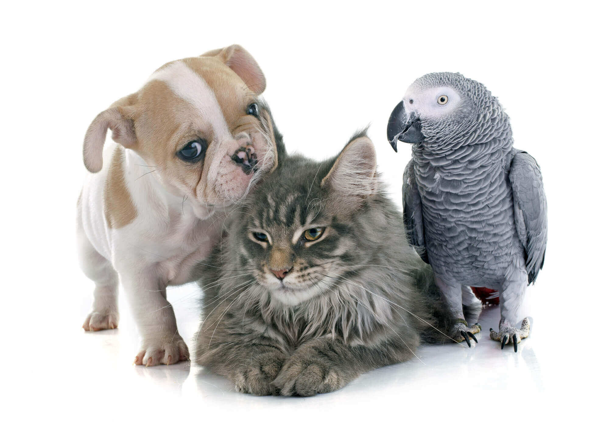 dog bird and cat clinic